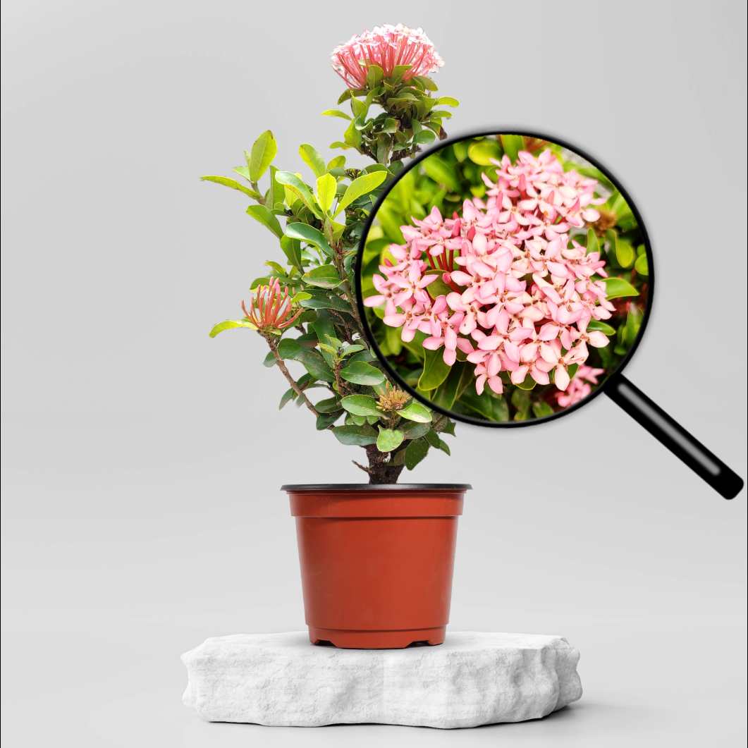 Buy Mini Ixora Dwarf Pink Plant 99 00 Online In Ahmedabad