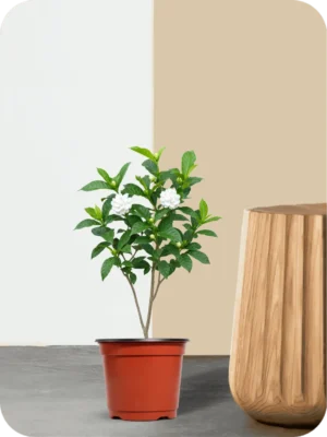 Double Chandni Plant