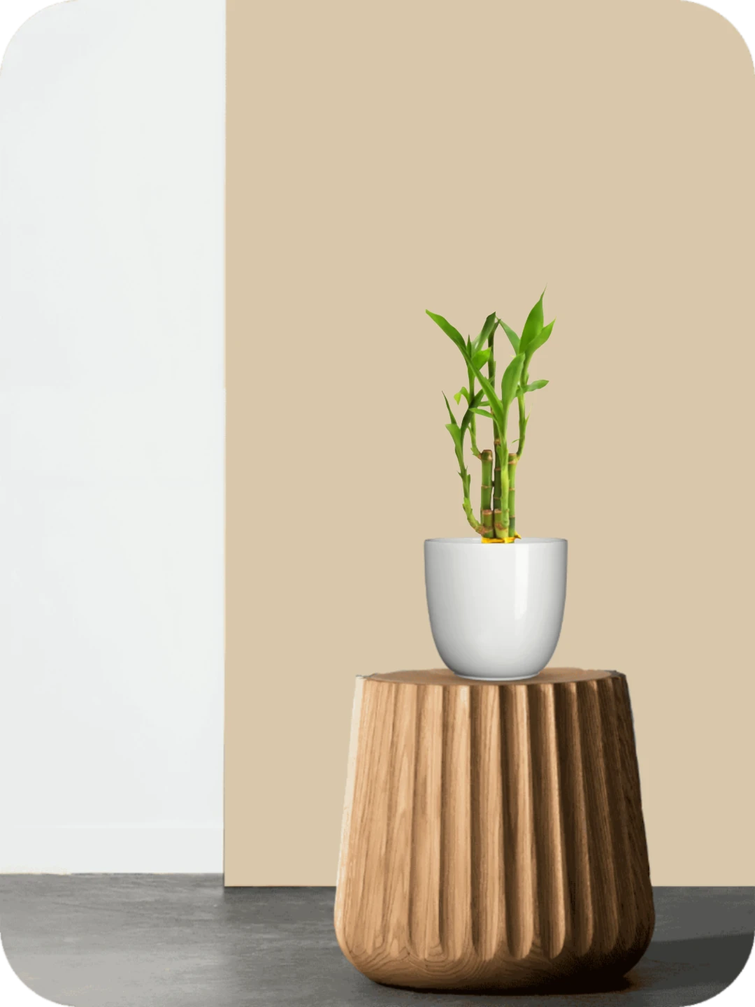 Lucky Bamboo Plant (Soil Grown) 2 Lucky Bamboo Plant (Soil Grown) - Image 2