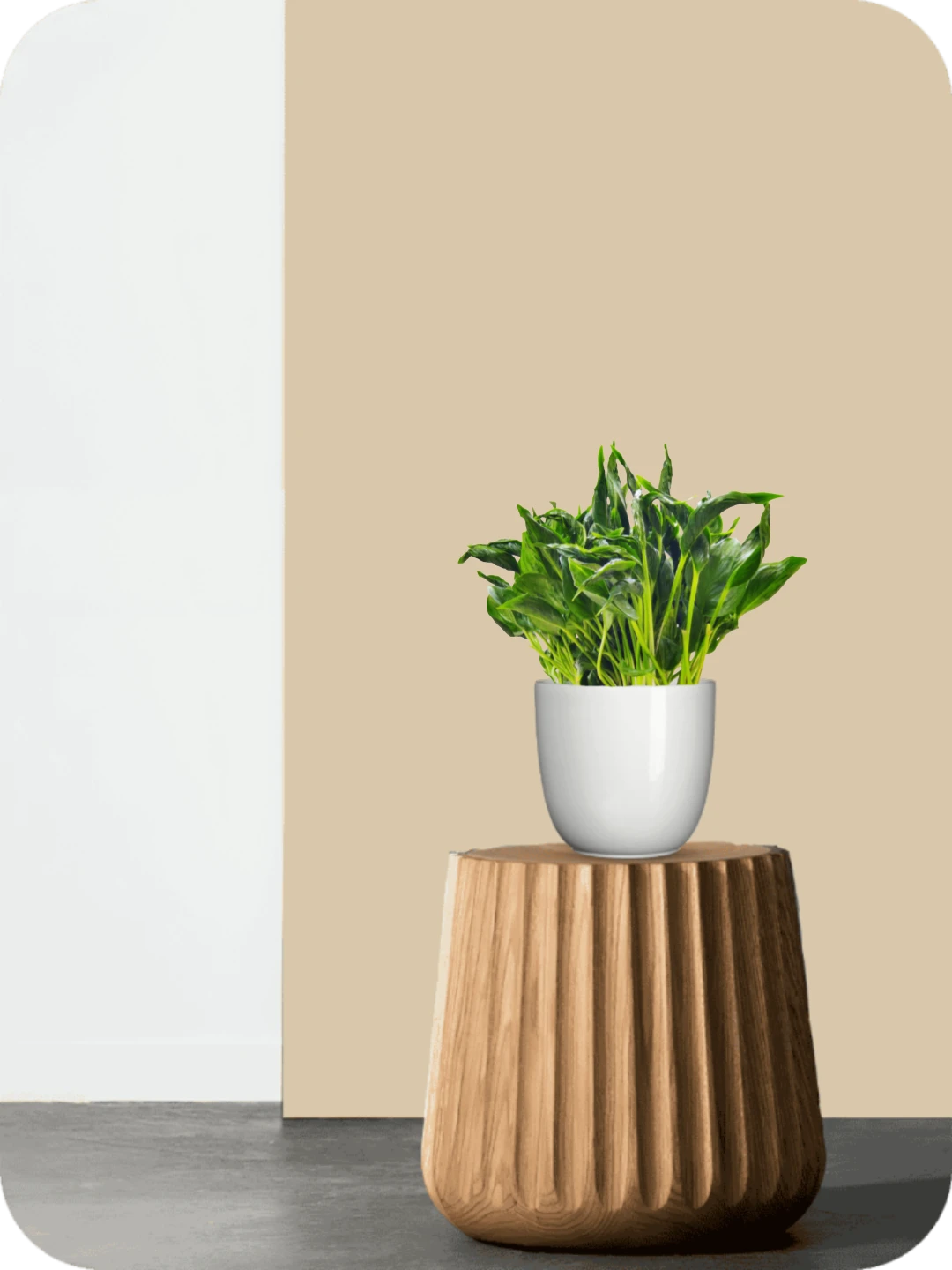 Sleeping Pothos Plant 2 Sleeping Pothos Plant - Image 2