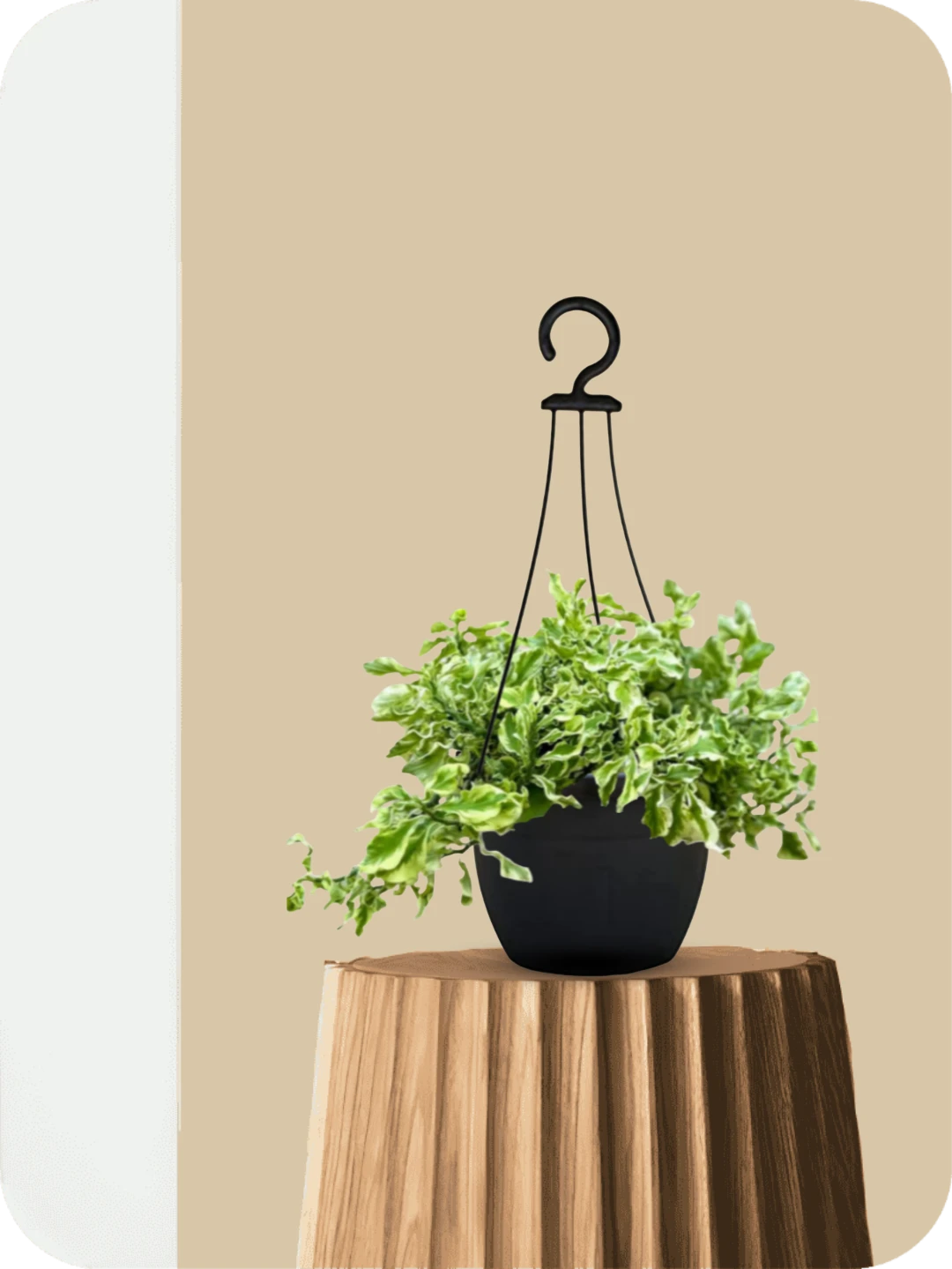 Pedilanthus Hanging Plant 2 Pedilanthus Hanging Plant - Image 2