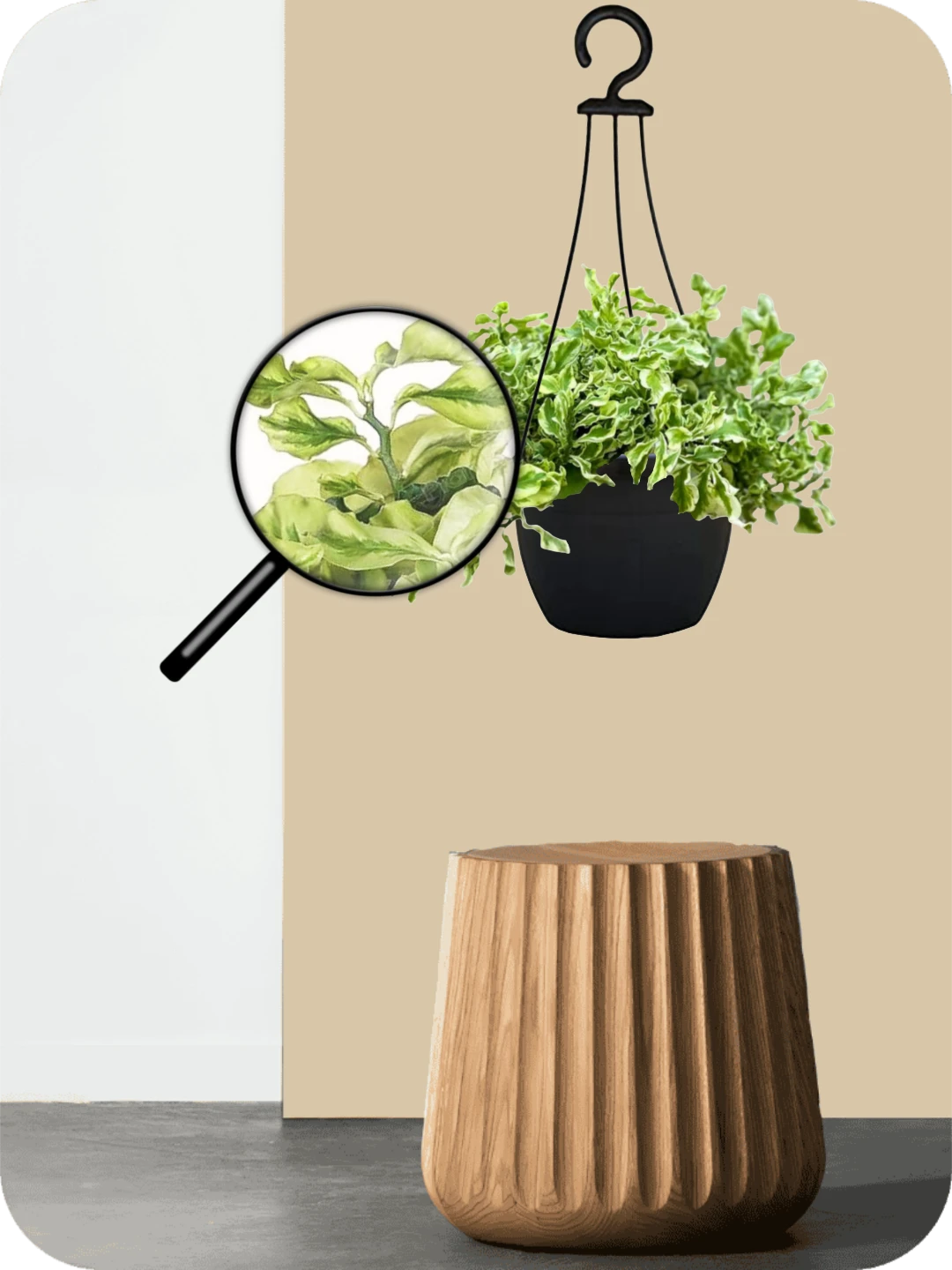 Pedilanthus Hanging Plant 3 Pedilanthus Hanging Plant - Image 3