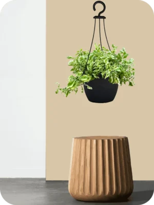 Pedilanthus Hanging Plant