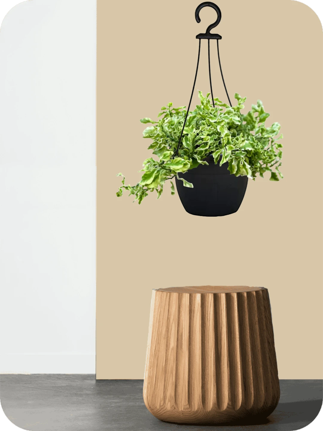 Pedilanthus Hanging Plant 1 Pedilanthus Hanging Plant