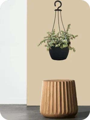 Variegated Jade Plant - Hanging