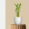Lucky Bamboo Plant (Soil Grown)
