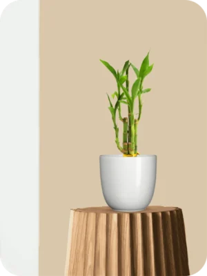 Lucky Bamboo Plant (Soil Grown)