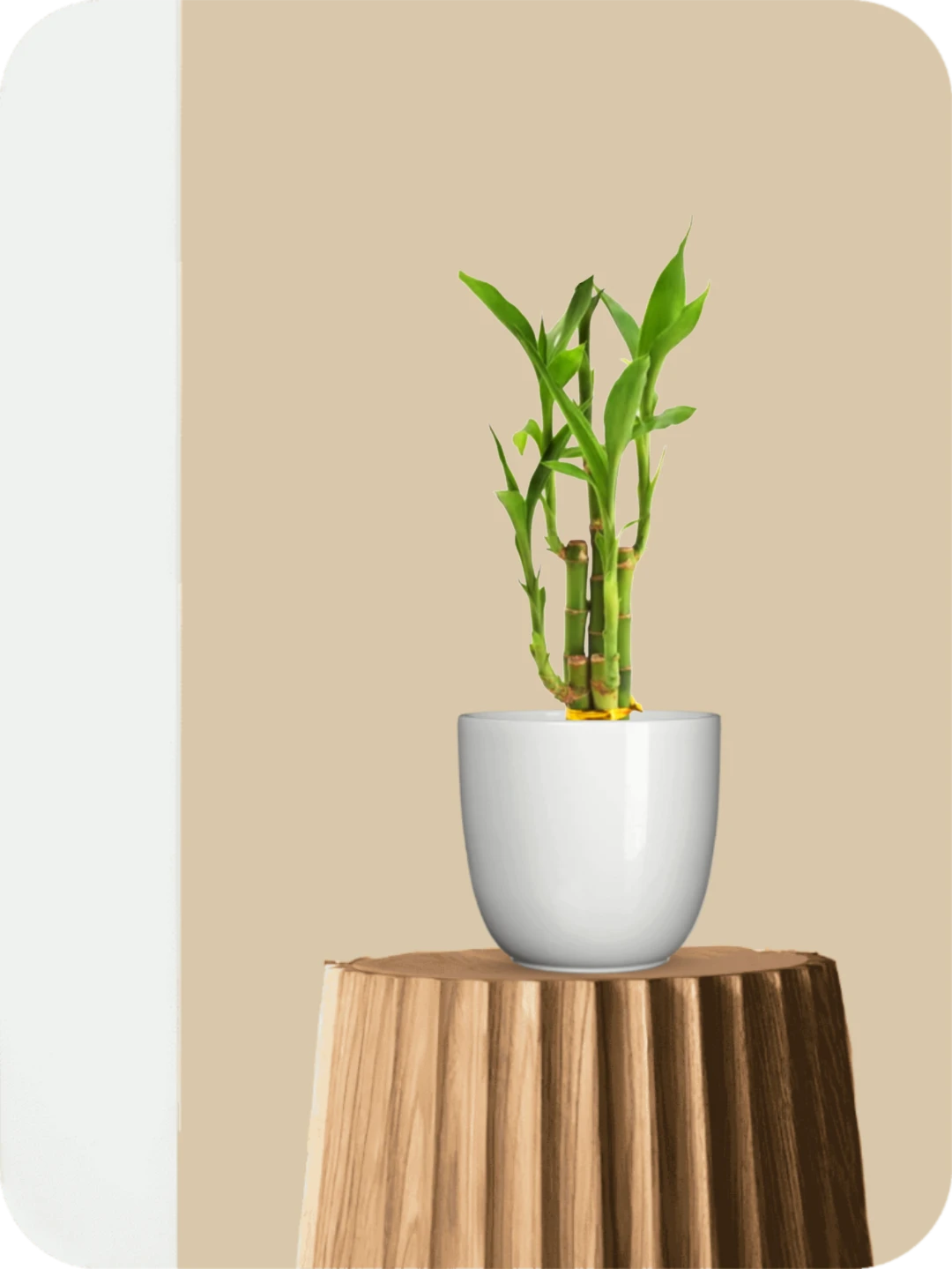 Lucky Bamboo Plant (Soil Grown) 1 Lucky Bamboo Plant (Soil Grown)