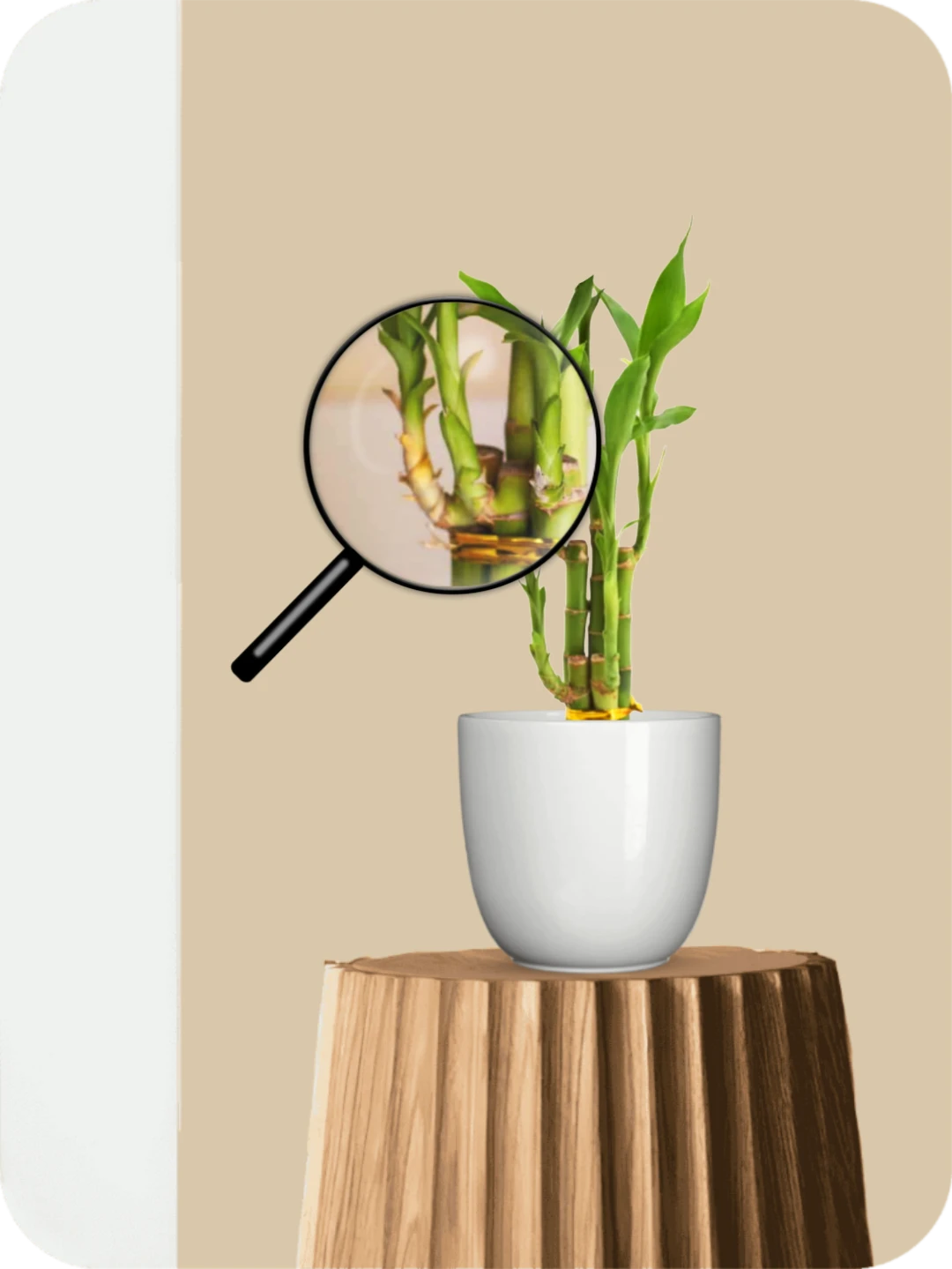 Lucky Bamboo Plant (Soil Grown) 3 Lucky Bamboo Plant (Soil Grown) - Image 3