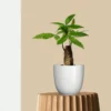 Pachira Money Tree Plant