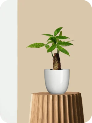 Pachira Money Tree Plant