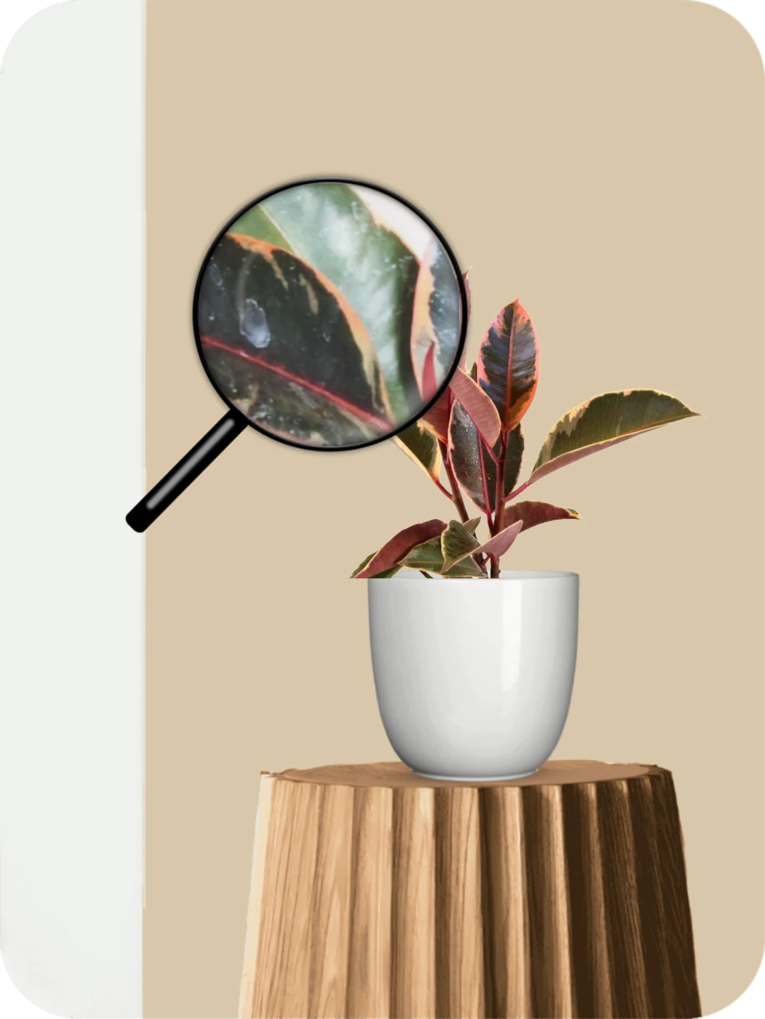 Baby Variegated Rubber Plant 3 Baby Variegated Rubber Plant - Image 3