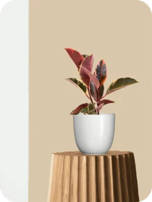Baby Variegated Rubber Plant