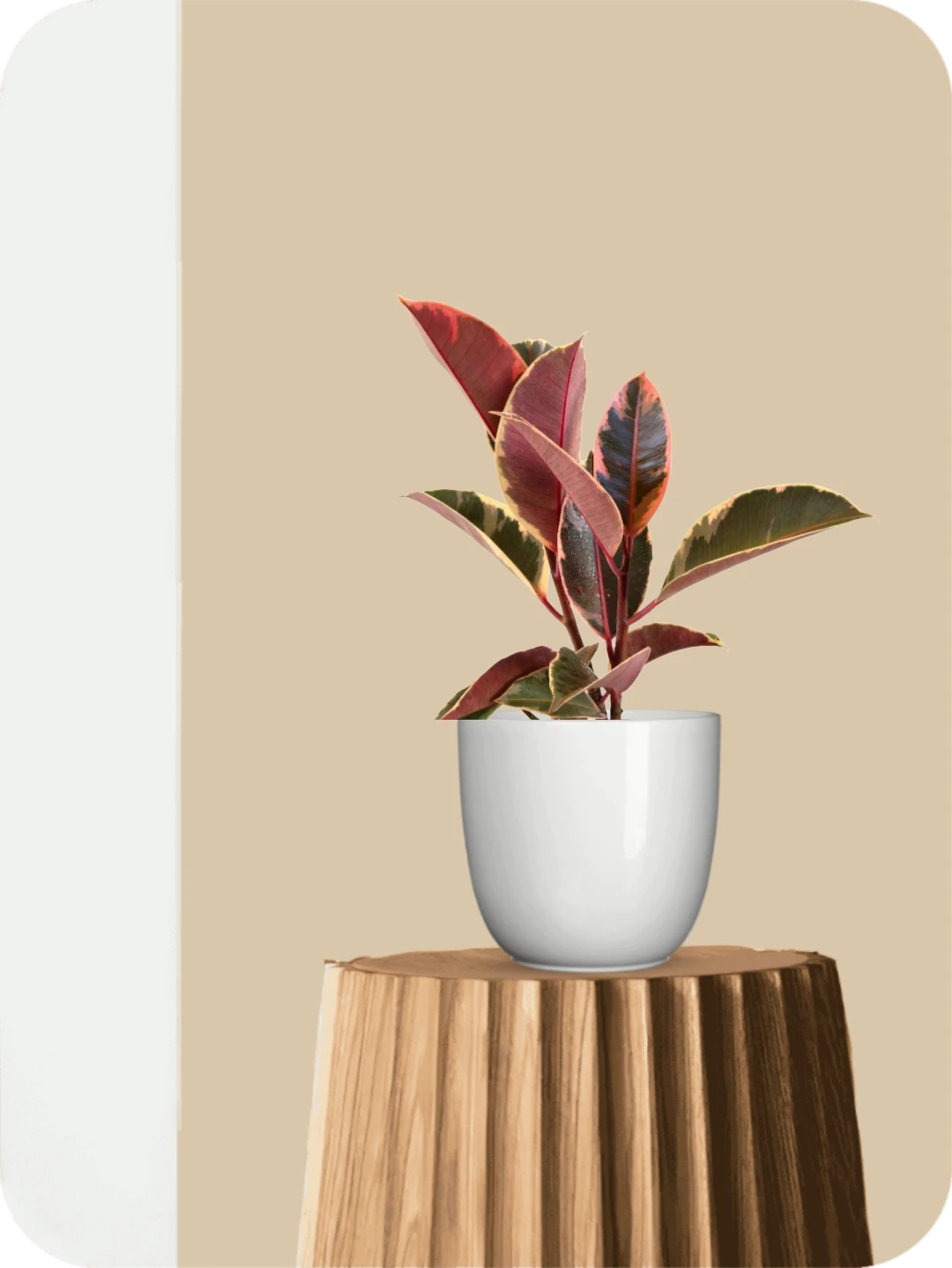 Baby Variegated Rubber Plant 1 Baby Variegated Rubber Plant