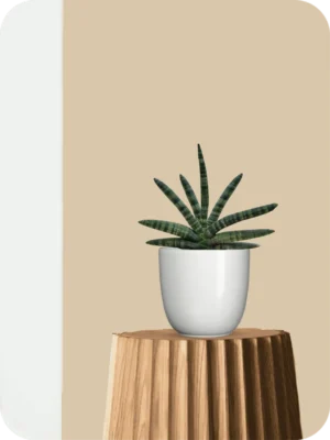 Boncel Snake Plant