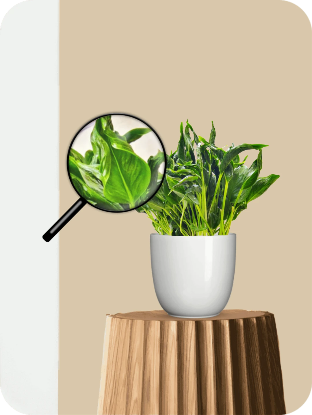 Sleeping Pothos Plant 3 Sleeping Pothos Plant - Image 3