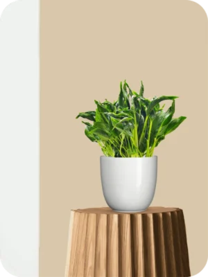Sleeping Pothos Plant