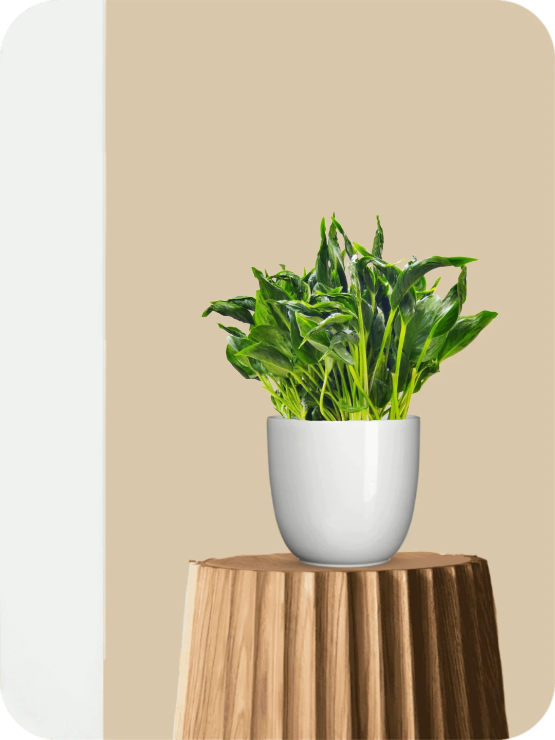 Sleeping Pothos Plant 1 Sleeping Pothos Plant
