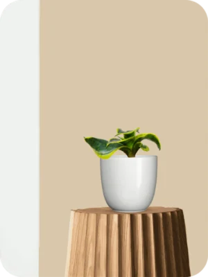 Tornado Golden Snake Plant
