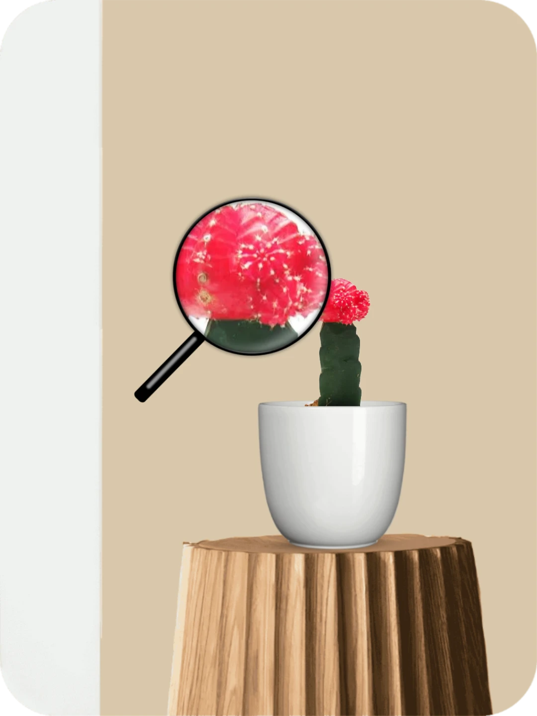 Red Moon Cactus 3 Red Moon Cactus - Image 3