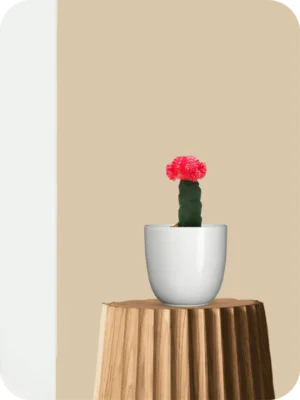 Red Moon Cactus