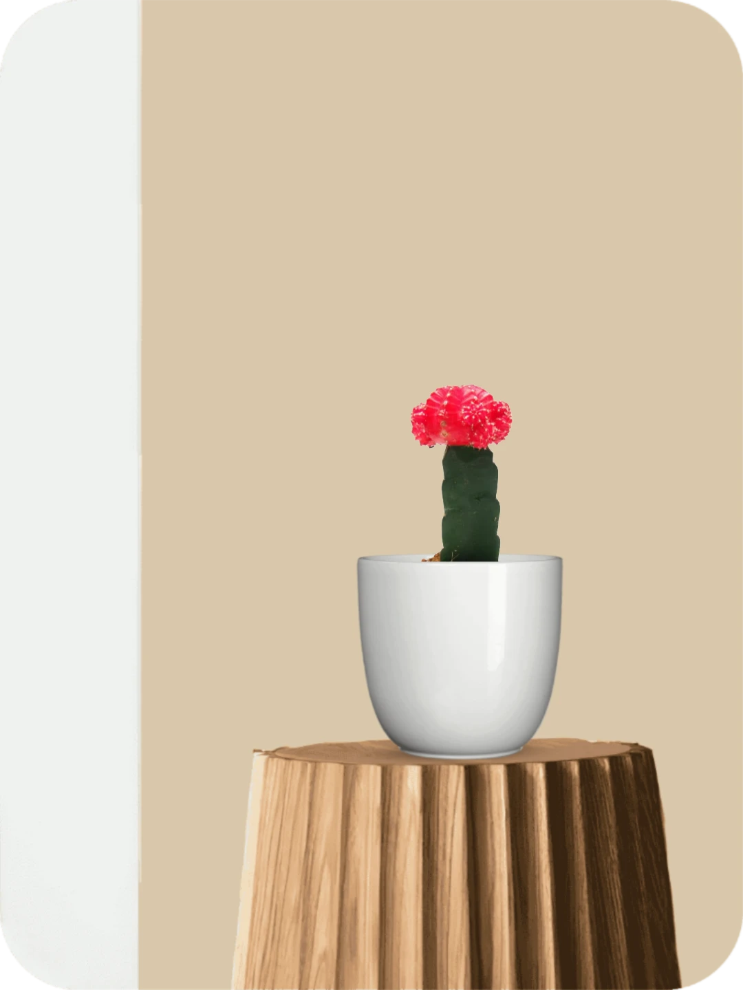 Red Moon Cactus 1 Red Moon Cactus