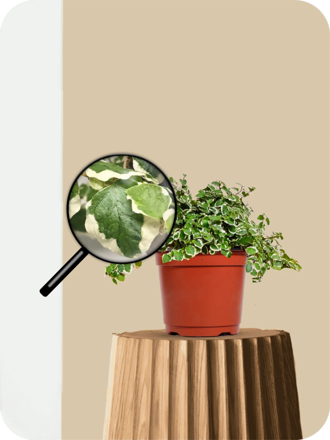 Ficus Pumila Variegated Plant 3 Ficus Pumila Variegated Plant - Image 3