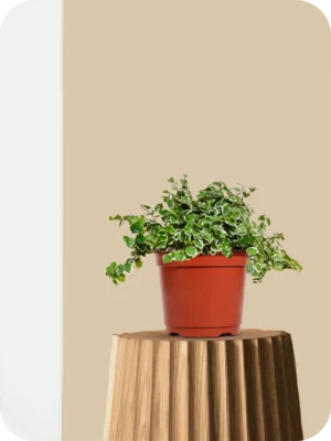 Ficus Pumila Variegated Plant