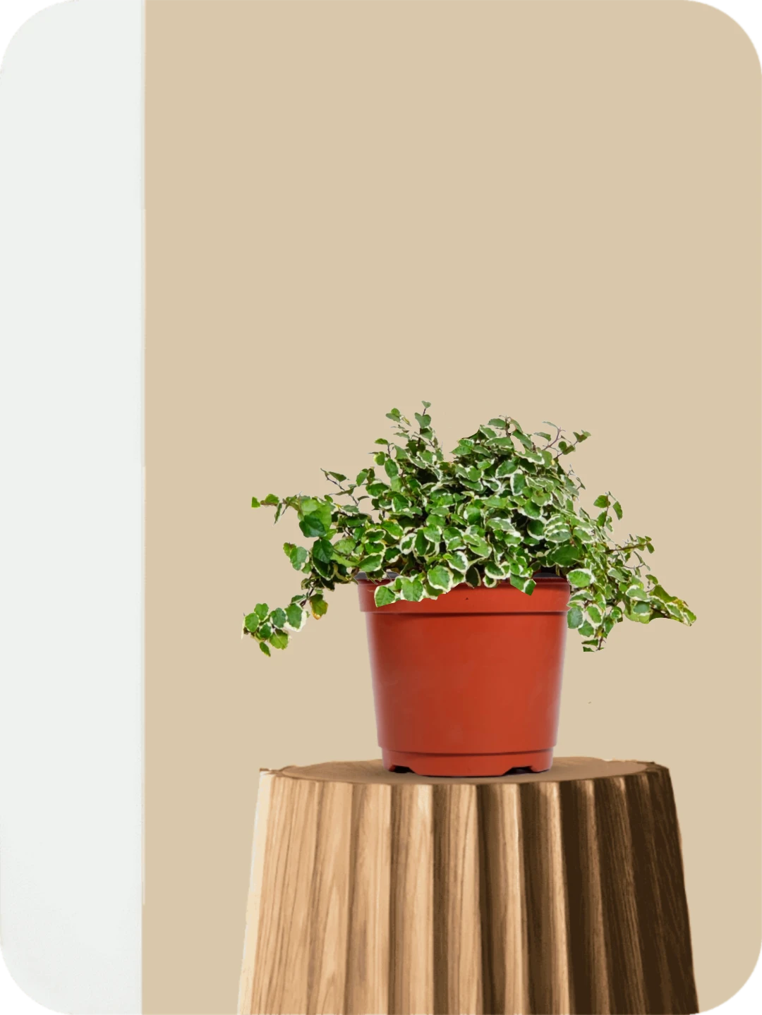 Ficus Pumila Variegated Plant 1 Ficus Pumila Variegated Plant