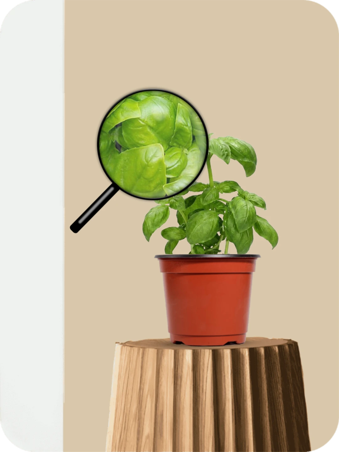 Italian Basil Plant 3 Italian Basil Plant - Image 3
