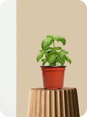 Italian Basil Plant
