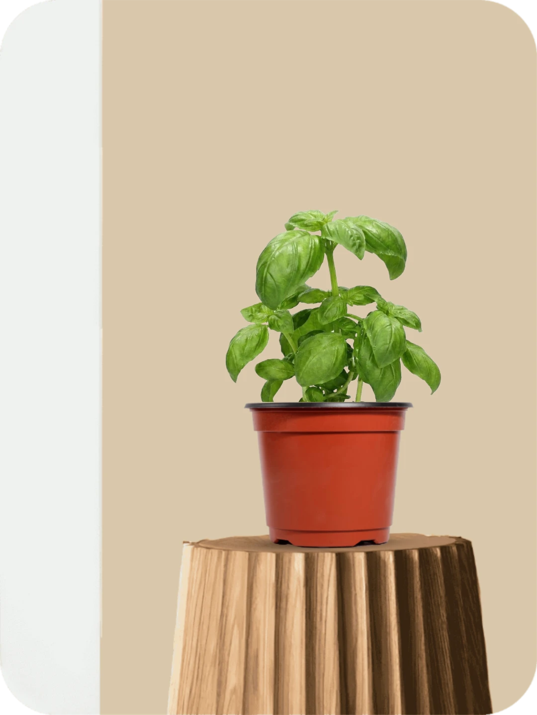 Italian Basil Plant 1 Italian Basil Plant