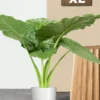 Alocasia Macrorrhiza Plant - Large