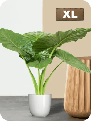 Alocasia Macrorrhiza Plant - Large