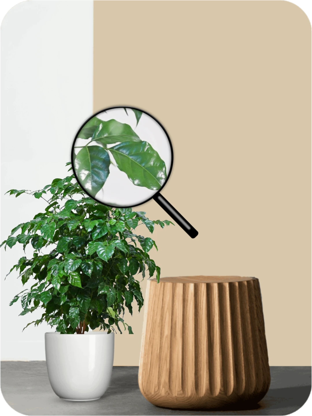 China Doll Plant 3 China Doll Plant - Image 3