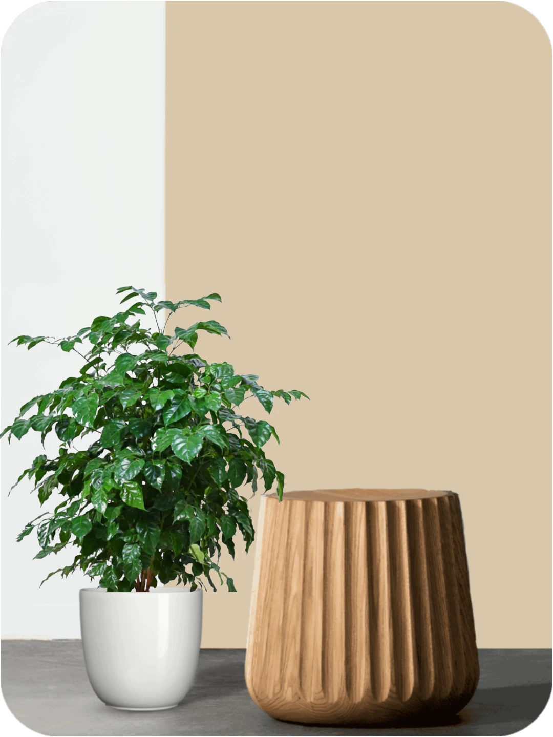 China Doll Plant 2 China Doll Plant - Image 2