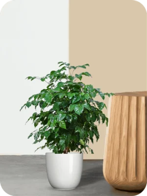 China Doll Plant