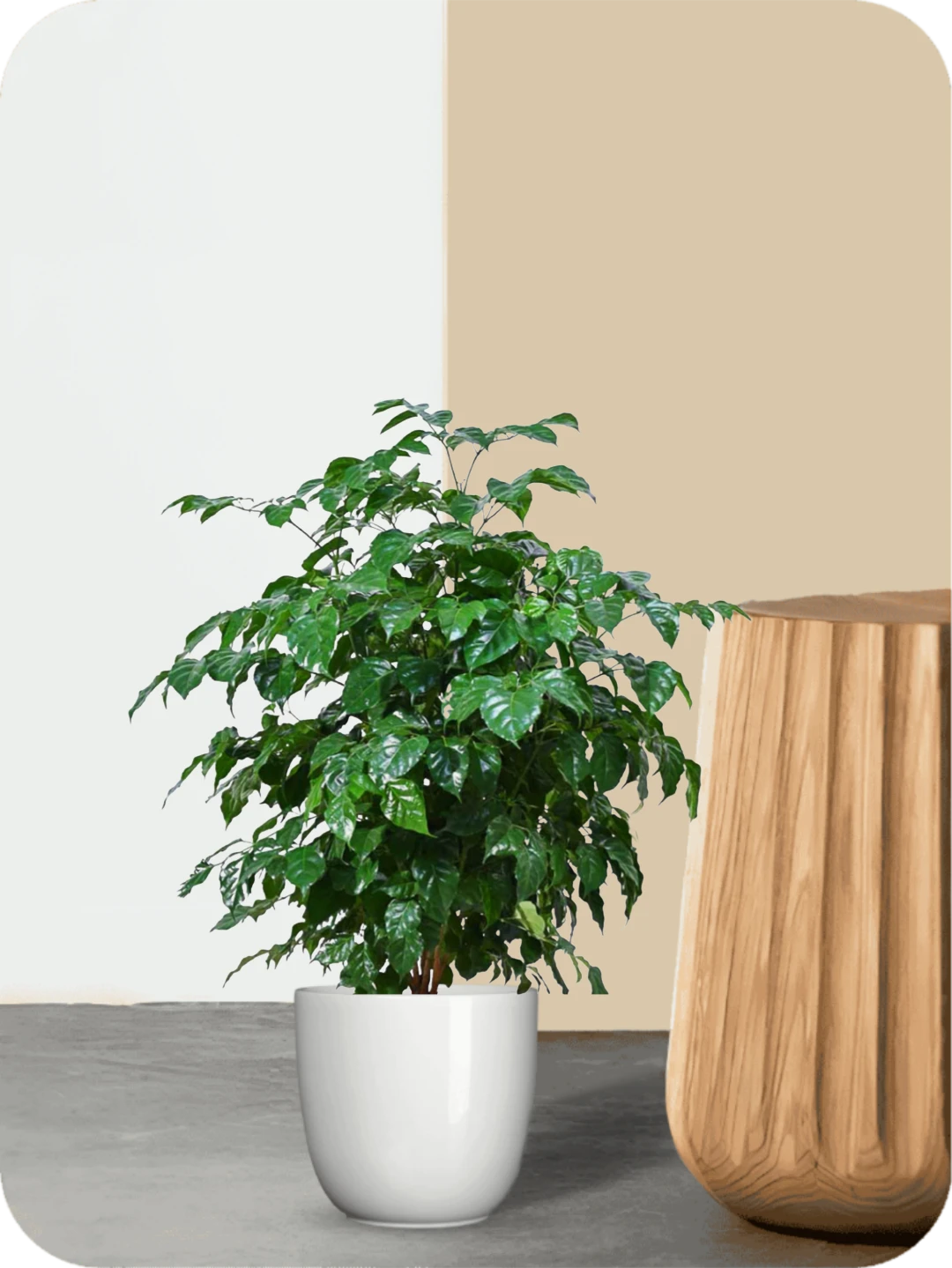 China Doll Plant 1 China Doll Plant