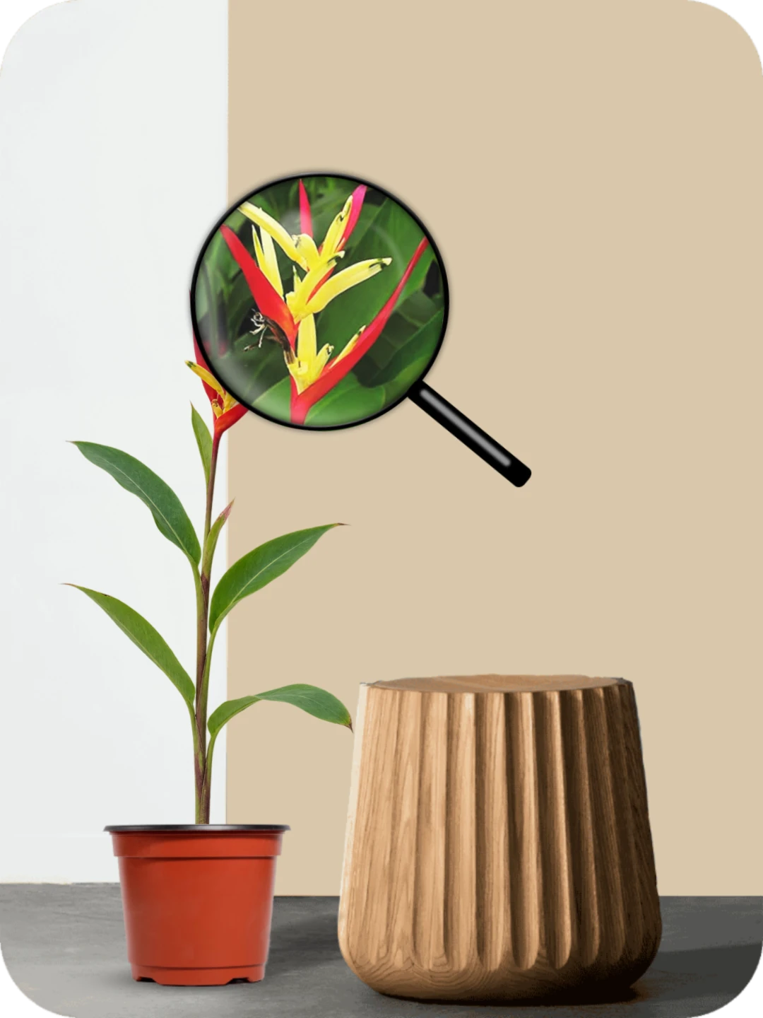Heliconia Psittacorum Plant 3 Heliconia Psittacorum Plant - Image 3