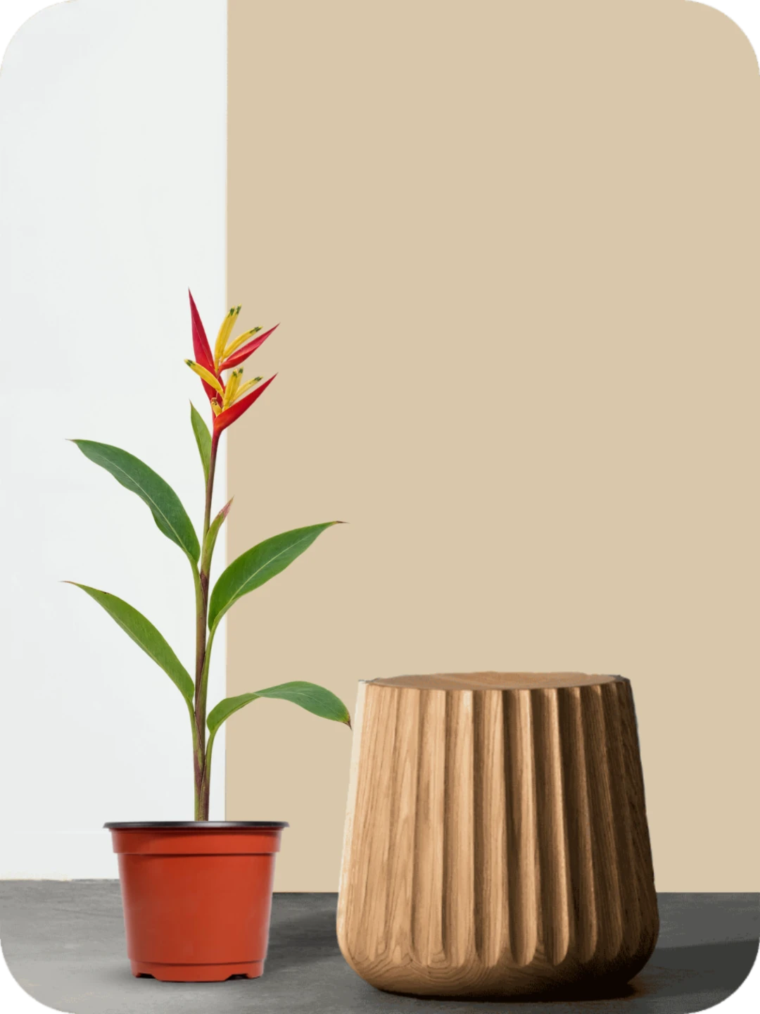 Heliconia Psittacorum Plant 2 Heliconia Psittacorum Plant - Image 2