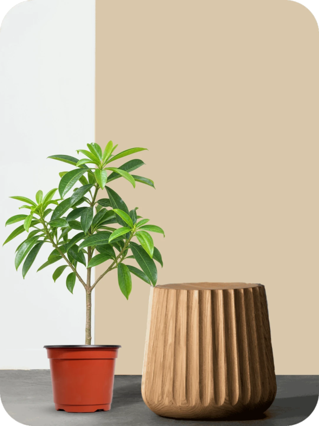 Saptaparni Tree Plant 2 Saptaparni Tree Plant - Image 2
