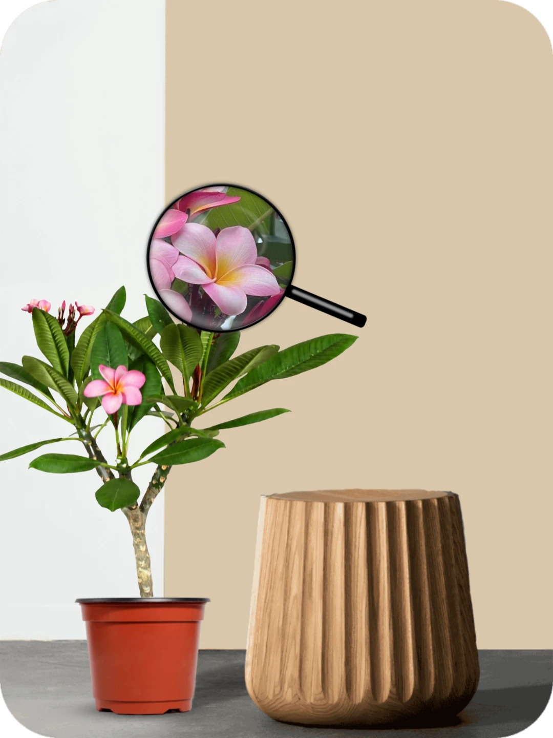 Champa Pink Plant 3 Champa Pink Plant - Image 3