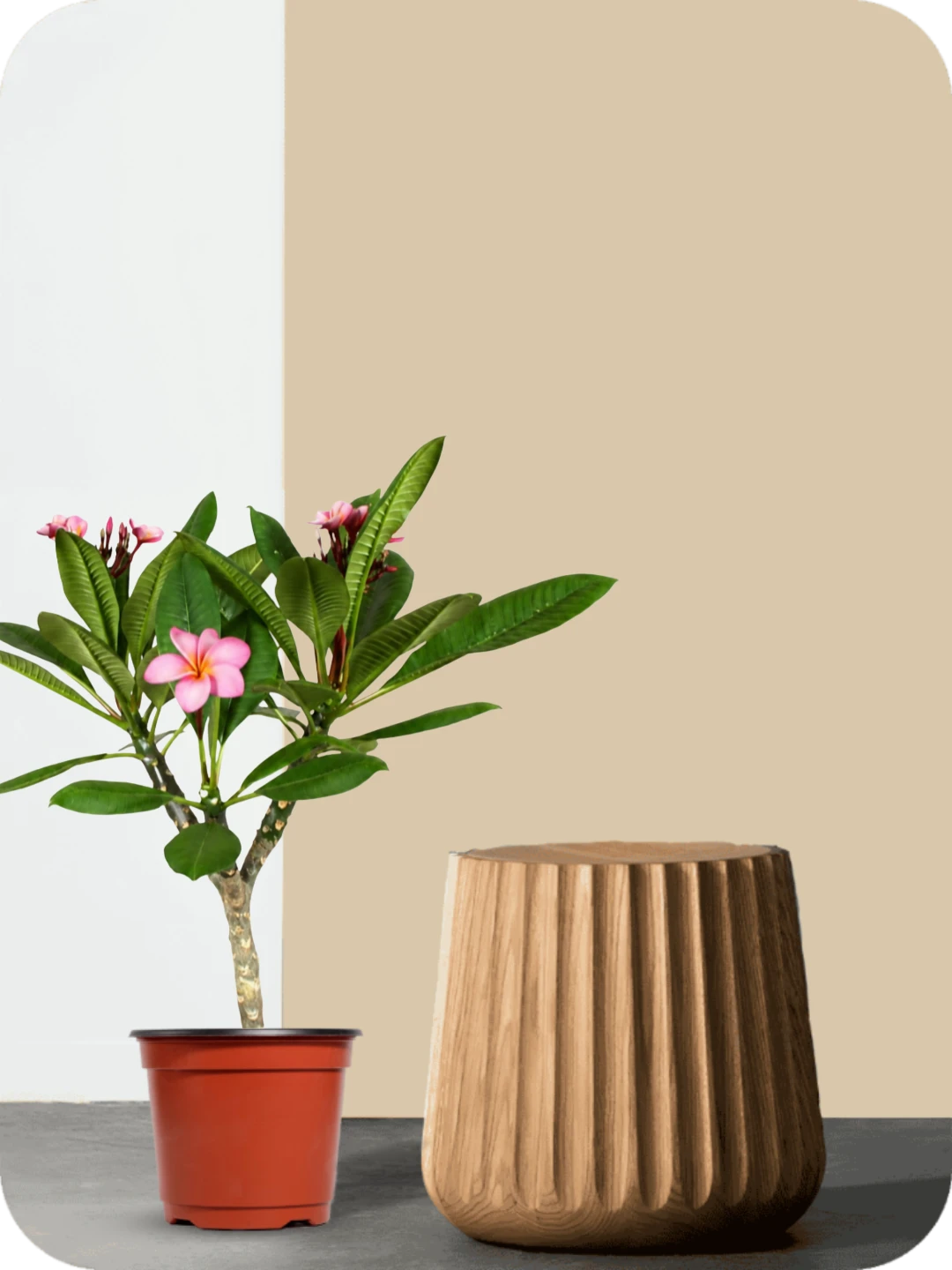 Champa Pink Plant 2 Champa Pink Plant - Image 2