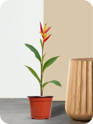 Heliconia Psittacorum Plant