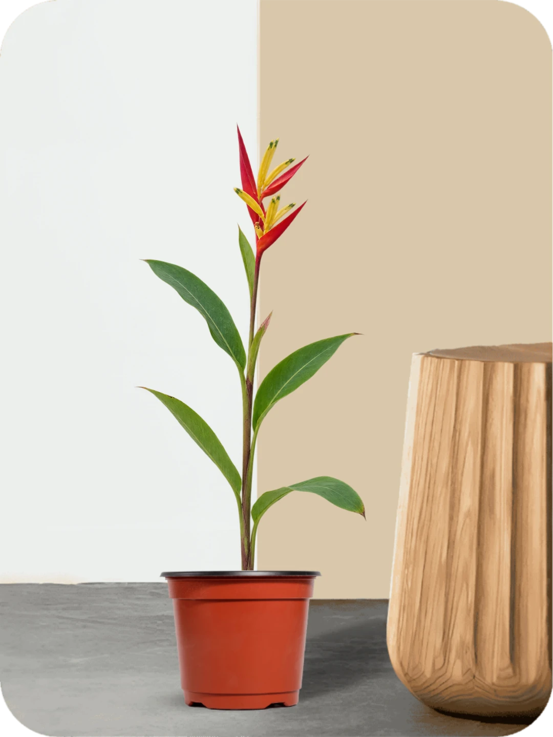 Heliconia Psittacorum Plant 1 Heliconia Psittacorum Plant