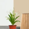 Spider Lily