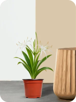Spider Lily