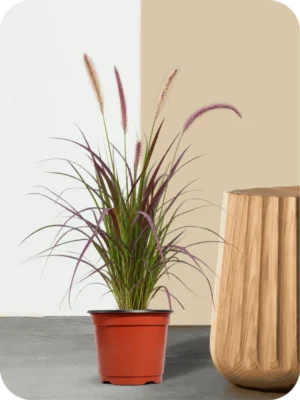 Purple Fountain Grass