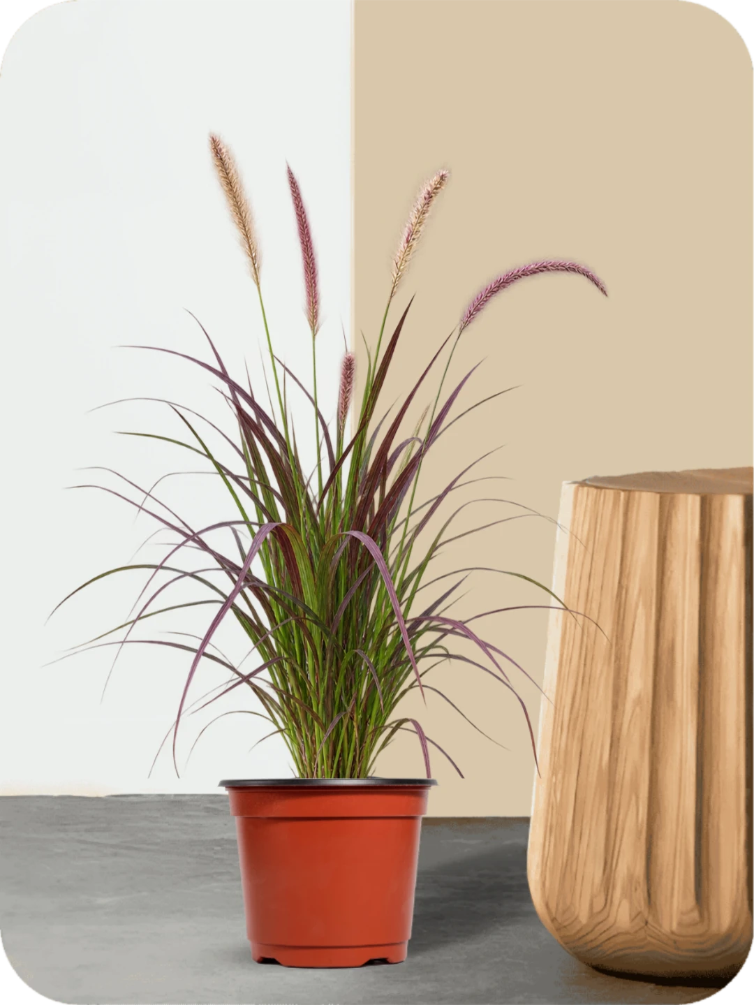 Purple Fountain Grass 1 Purple Fountain Grass