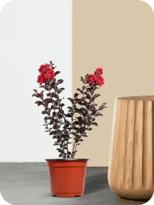 Black Crape Myrtle Plant